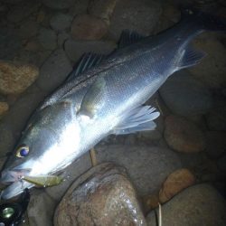 ナイトシーバスゲーム　（長崎　大村周辺）